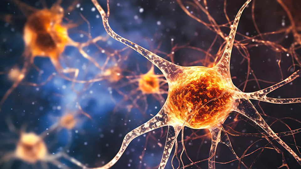 Illustration of a glowing neuron with branching extensions set against a dark, abstract background, highlighting neural connectivity and concepts central to neuroscience research.